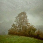 5 birches in fog_2